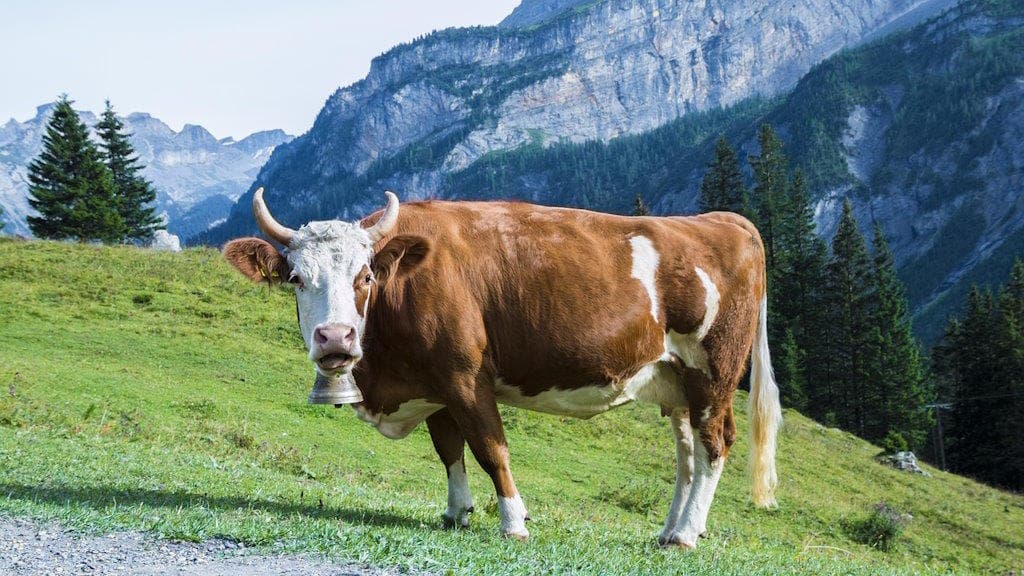 Корова на лузі