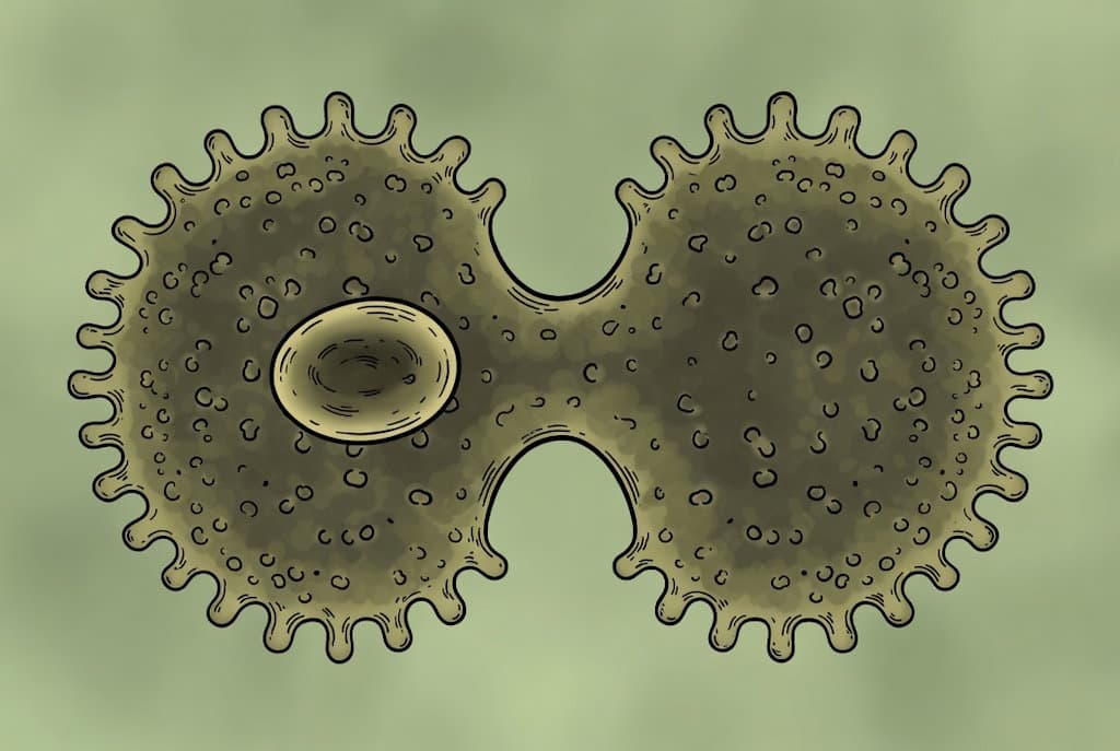 Поділ амеби