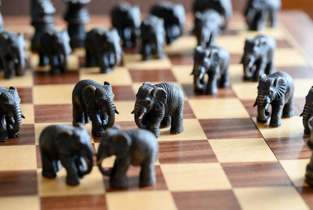 Слони під подвійною бійкою